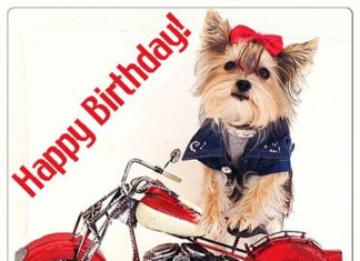 Birthday Quotes : Happy Birthday! Motorcycle dog