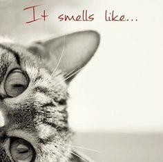 Happy Birthday Wiches : Happy Birthday Wishes Pins | Birthday Wishes Expert: