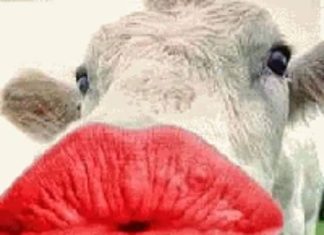 Happy Birthday Wiches : Happy birthday