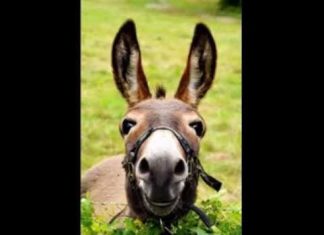 Birthday Quotes : videoswatsapp.com Happy Birthday – Happy Birthday Wishes Happy Birthday Quotes H…