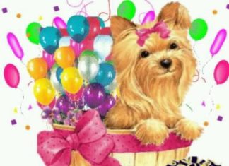 Birthday Quotes : Birthday Yorkie