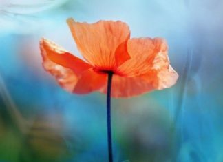 Birthday Quotes : More