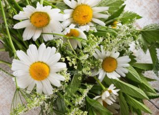 Happy Birthday Wiches : flores e palavras facebook – Google Search