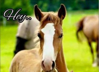 Happy Birthday Wiches : give for Anil………. 20s