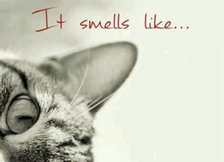 Happy Birthday Wiches : It smells like birthday!!!