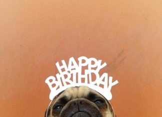 Happy Birthday Wiches : Norm – Les aventures de Norm le petit carlin | Ufunk.net