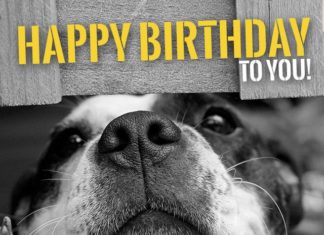 Happy Birthday Wiches : Two words to summarize a great wish: Happy Birthday! Suppose these cute animals …