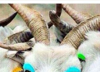 Happy Birthday Wiches : Xaxaxaxaxxxxa …