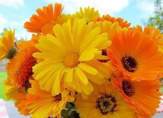 Happy Birthday Wiches : Happy Birthday Flowers birthday happy birthday happy birthday wishes birthday qu…