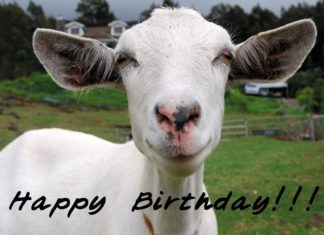 Happy Birthday Wiches : happy birthday images for a goat | Goat of the Month – Heidi