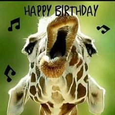 Happy Birthday Wiches : Happy Birthday to YoOoOoOo! (giraffe meme) | Happy Birthday …