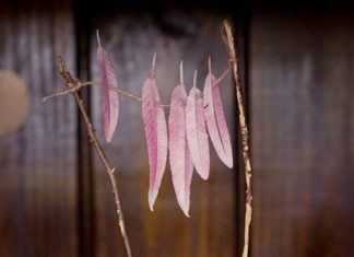 Birthday Decoration : Camp Talia girl's camp-themed 10th birthday | Design by Ivy and Oak Events |…