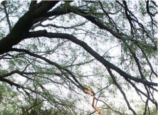 Birthday Decoration : {Inspiration} {Decor} Start Collecting Different Chairs for the Table. Whimsical…