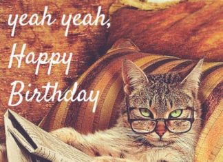 Happy Birthday Wiches : Cat Memes