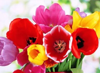 Happy Birthday Wiches : Cheerful Tulip Happy Birthday Card