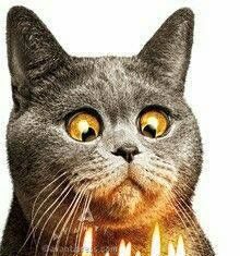 Happy Birthday Wiches : Happy Birthday