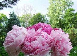 Birthday Inspiration: Happy Birthday