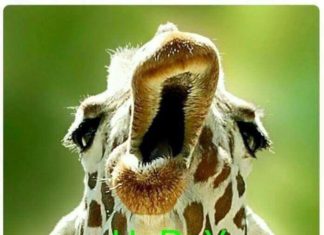 Happy Birthday Wiches : Happy Birthday