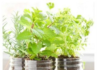 Birthday Gifts Inspiration : Mason jar herb garden