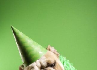 Happy Birthday Wiches : Animal party