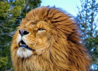 Happy Birthday Wiches : Have a Majestic Birthday. Huge lion