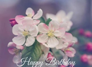 Happy Birthday Wiches : The Best Happy Birthday Wishes for your Sister-in-law