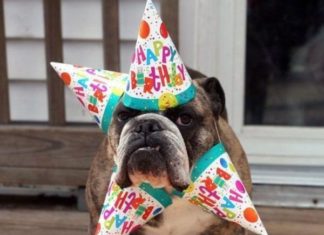 Happy Birthday Wiches : funny birthday photos | Happy Birthday Dog – Return to Funny Animal Pictures Hom…