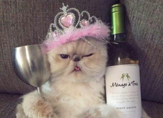 Happy Birthday Wiches : Happy Birthday