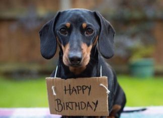 Happy Birthday Wiches : Happy Birthday to You! daschund