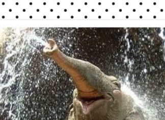 Happy Birthday Wiches : Happy Birthday !! ❤