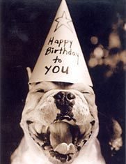 Happy Birthday Wiches : smiling pit in a party hat, happy birthday to you! | My Pit Bull …