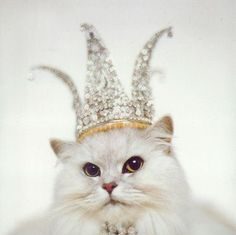 Happy Birthday Wiches : Birthday Queen