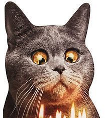 Happy Birthday Wiches : Cat Flaming Shot – Oversized Funny Birthday Card – Greeting Card by Avanti Press
