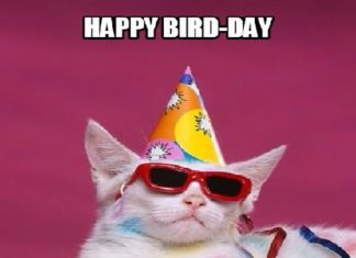 Happy Birthday Wiches : Happy Birthday Cat Memes Funny
