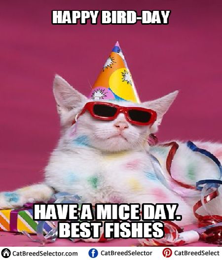 Happy Birthday Wiches Happy Birthday Cat Memes Funny