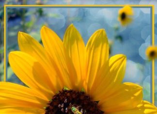 Happy Birthday Wiches : Happy Birthday Janny! August 20. Have a great day! Alexandra