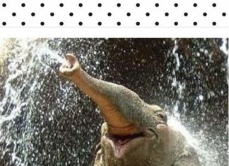 Birthday Quotes : (notitle)