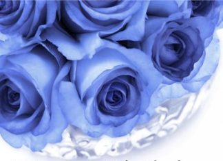 Birthday Quotes : Blue Rose Happy Birthday Card for Aunt: A blue rose is quite rare, just like a c…