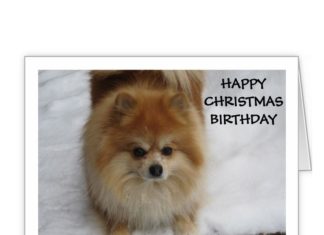 Happy Birthday Brother : HAPPY BIRTHDAY SAYS THIS CUTE POMERANIAN LARGE GREETING CARD