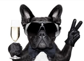 Happy Birthday Brother : Happy Birthday Brother : Party Dog Happy Birthday Card for Brother: Is your brot…