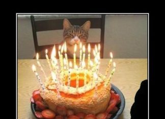 Happy Birthday Brother : Happy Birthday Funny Greetings Lets Celebrate cakepins.com