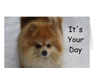 Happy Birthday Brother : POMERANIAN BIRTHDAY GREETINGS