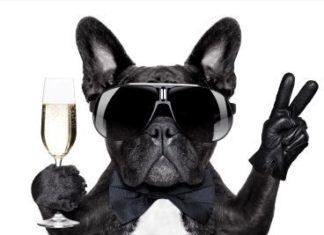 Happy Birthday Brother : Party Dog Happy Birthday Card for Brother: Is your brother a cool dude? Does he …