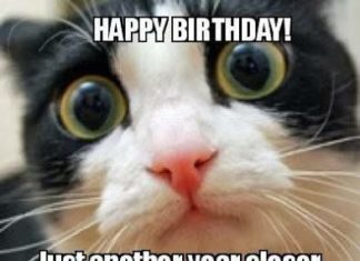 Happy Birthday Wiches : Crazy Cat Lady Happy Birthday.