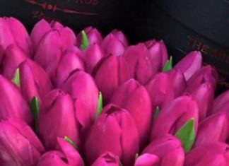 Happy Birthday Wiches : Happy birthday tulips card