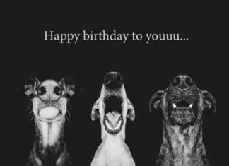 Happy Birthday Wiches : Les chiens comme vous ne les avez jamais vus