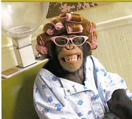 Happy Birthday Wiches : bigoudis