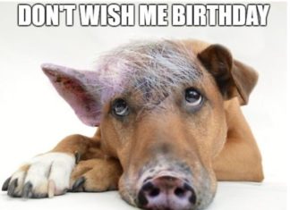 Happy Birthday Brother : Funny Happy Birthday Memes