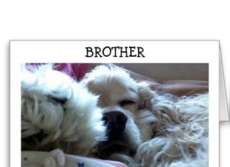Happy Birthday Brother : Happy Birthday Brother : HAPPY BIRTHDAY BROTHER-TAKE NAP/DO WHATEVER U WISH ask…
