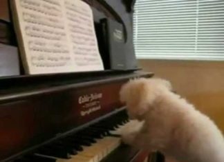 Happy Birthday Brother : Happy Birthday, Tango Style! starring the Keyboard Dogs of Youtube